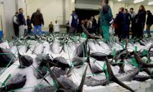 El consumidor sabe si compra bonito de Burela o Celeiro porque lleva una etiqueta en la cola.