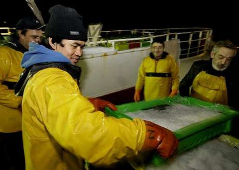 La flota mari�ana que faena en Gran Sol captura principalmente merluza, que descarga aqu�.