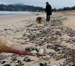 Los bivalvos cubrieron por completo el arenal de Mi�o.