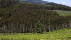 Plantación de eucaliptos en Castroverde
