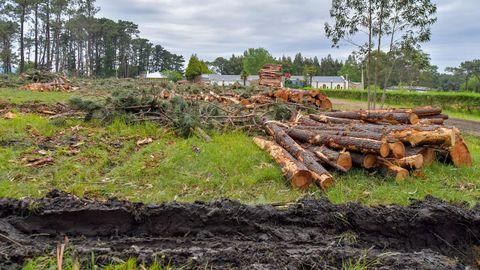 En 2019 se talaron los pinos junto al campamento juvenil de A Devesa para cumplir con la ley