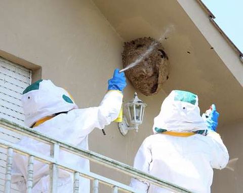 Dos de los nidos que retiraron ayer operarios de Tragsa estaban en los aleros de viviendas unifamiliares.