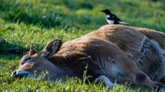 Una vaca roxa en Asturias