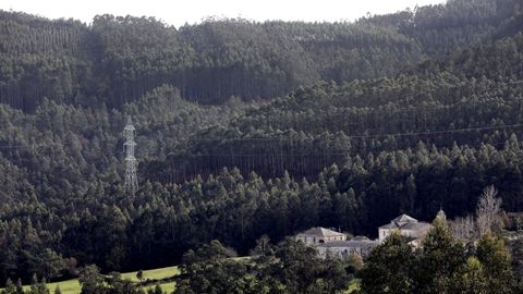 Vista dun eucaliptal en Ourol, na provincia de Lugo.