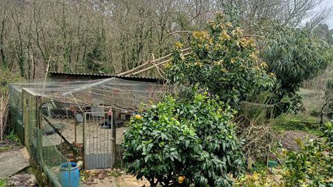 Eucalipto ca�do sobre el gallinero