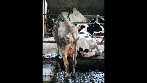 Vacas escu�lidas entre excrementos