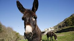 Los burros��antiincendios� de Allariz