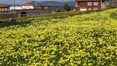 Explosi�n de primavera