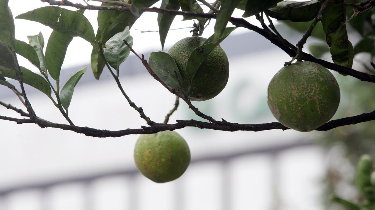 Naranja amarga: el secreto botánico de la ginebra que lanzó Brad Pitt