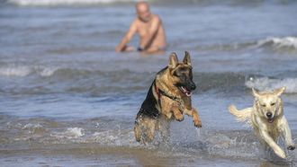 Dos perros jugando en la Playa de San Lorenzo de Gij�n, en noviembre