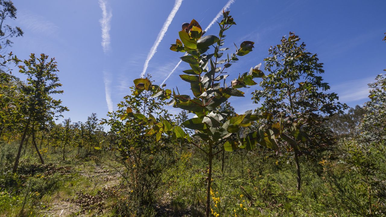Propietarios de montes siguen decantándose por el eucalipto