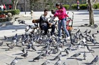 En A Ferrer�a est� prevista la instalaci�n de jaulas para capturar palomas. 