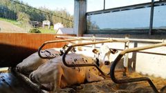 Mejora gen�tica y bienestar animal, dos prioridades en Manto�o Holstein