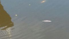 Peces muertos en la r�a de Avil�s