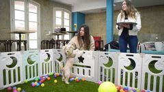 Un perro juega en el parque de bolas que habilit esta tienda de animales y cafetera de Pontevedra