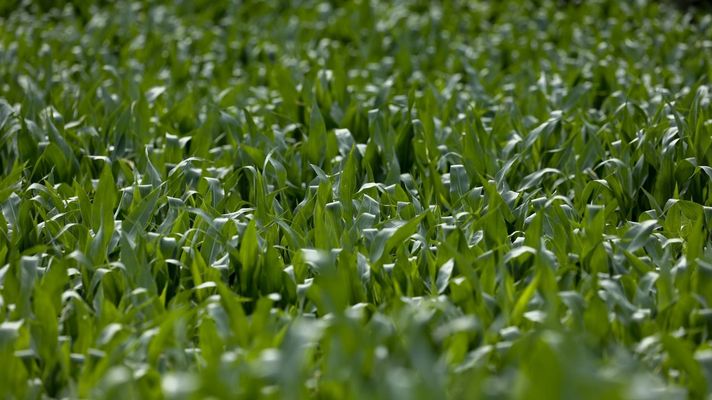 Cultivo de maz, un cereal fundamental para el sector lcteo