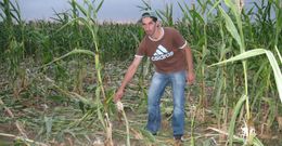 <span lang= es-es >Barreras de todo tipo en busca de protecci�n</span>. Los da�os de los jabal�es en fincas de ma�z llevaron incluso, en a�os pasados, a ganaderos (en la imagen, una finca de la parroquia vilalbesa de San Xurxo de Rioaveso) a instalar pastores el�ctricos para poner sus fincas a salvo y lograr as� una cosecha que resulta imprescindible para la alimentaci�n del ganado vacuno de leche. 