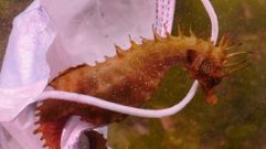 Un caballito de mar enroscado en una mascarilla sanitaria en el fondo de la r�a de Pontevedra