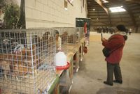 El gallo de Mos fue el protagonista de los ejemplares exhibidos. 