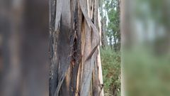 La aparici�n del hongo Botryospaheria, presente en los �ltimos tiempos en montes de Lugo y de A Coru�a, no solo causa inquietud en propietarios, sino que presenta el problema de que incluso es poco conocido para investigadores