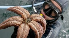 Imagen de archivo de un buzo mostrando en Galicia una estrella de mar, diferente a las girasol que ha diezmado una bacteria en la costa oeste de Norteamrcia