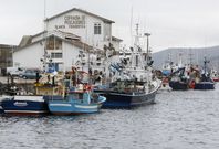 La aparici�n de la anchoa en las proximidades de Malpica atrajo a numerosos cerqueros. 