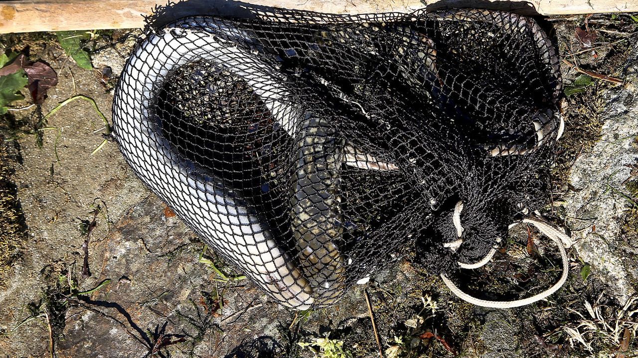 Denunciado un vecino de Ponteareas por pesca ilegal de lamprea en el río Tea