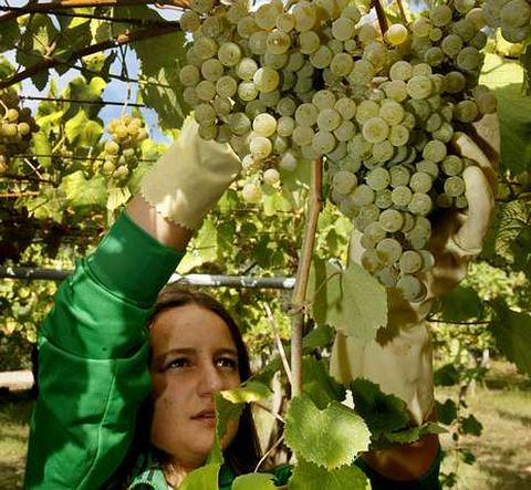 R�as Baixas espera vendimiar este a�o entre 25 y 30 millones de kilogramos de uva. 