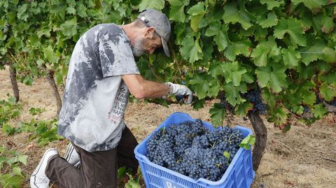 La bodega Couto Mixto de Verín abrió la vendimia en la D.O. Monterrei.