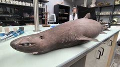 El tibur�n foca en el Parque de la Vida, antes de hacerle la necropsia con la que descubrieron que era una hembra embarazada