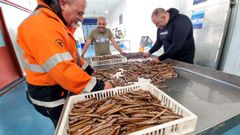 La primera seleccin de la navaja en la lonja de Cangas la hacen los propios recolectores. 