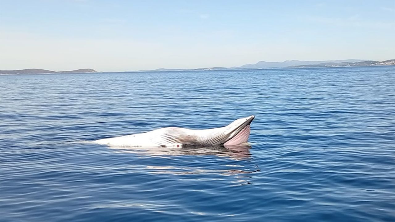 Uno de cada diez animales que varan en Galicia acaban en la ría de Vigo