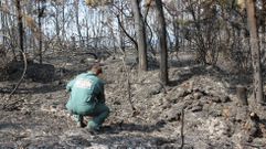 Un agente de la Guardia Civil investiga el origen de un incendio forestal en Mora�a