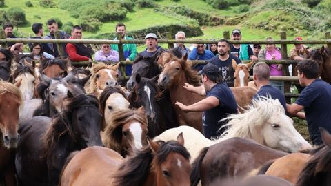 Otro momento de la Rapa de Campo do Oso