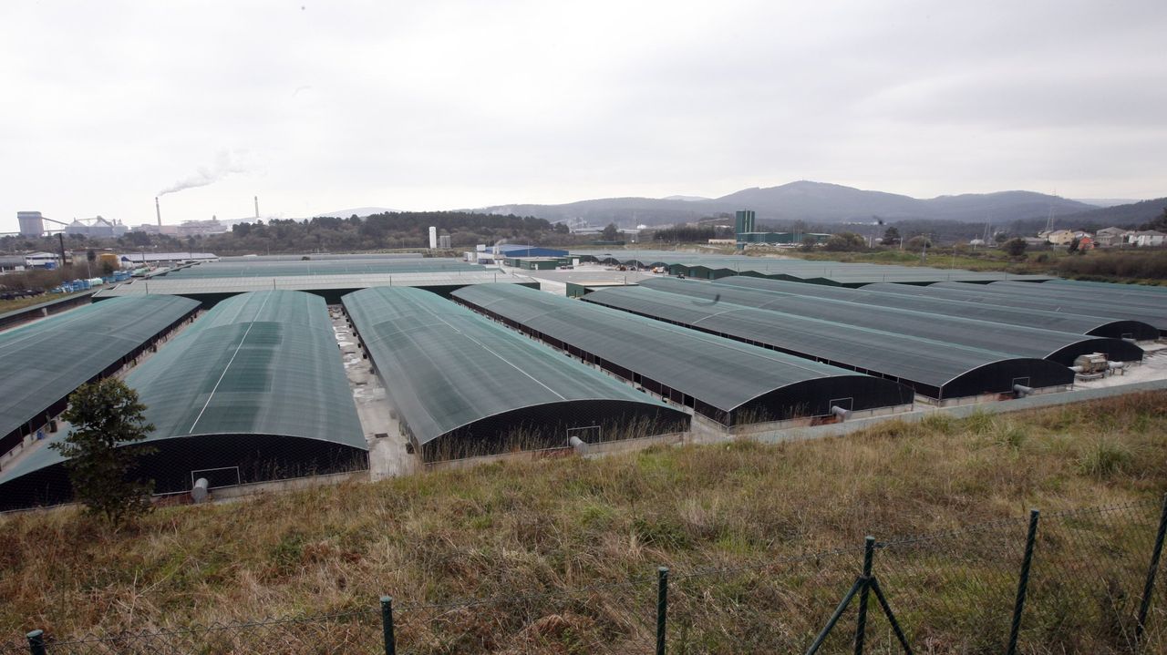 Firmado tres años después el primer convenio de la piscifactoría Insuíña, de rodaballo, que tiene 140 empleados en Xove