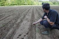 El campo ten�a las plantas de ma�z apenas crecidas. 