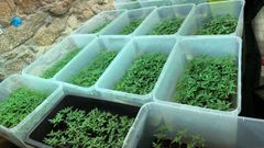 Marihuana incautada en la investigaci�n de O Bolo.