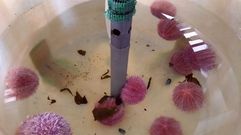 Muestras de los erizos de mar examinados.