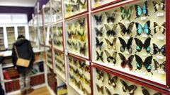 Imagen de archivo de una muestra de mariposas