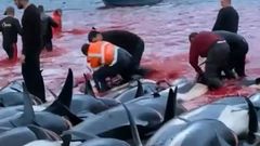 Captura de un v�deo difundido por Sea Shepherd de la matanza de m�s de 1.400 delfines en Islas Feroe, en septiembre del 2021