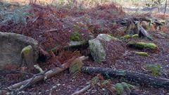 Destrozos provocados por los trabajos de tala en el entorno de Cova de Ladrns.