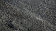 Una plantaci�n de pinos quemados cerca del Alto do Boi tras el gran incendio del 2022
