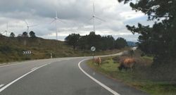 Vacas en los m�rgenes de la AC-101, la tarde del mi�rcoles. 