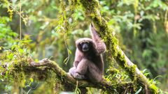 Especie de gib�n descubierta, junto a otras 156, a lo largo de 2017 en el Gran Mekong (Asia)