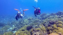 Buceadores del equipo de investigaci�n que analizaron los corales para demostrar que tambi�n duermen