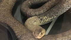 Imagen de la culebra encontrada en el motor del vehculo