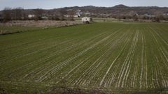 Campo de cultivo en A Limia
