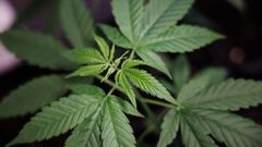 Alemania da el primer paso para regular la posesi�n de Cannabis