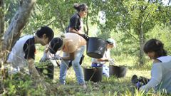 Recogida de manzana durante la campa�a del a�o pasado en A Estrada
