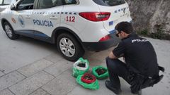El �ltimo operativo. La Polic�a Auton�mico identific� la semana pasada en Corrubedo a dos personas que carec�an de los permisos para extraer percebe, y que ya contaban con antecedentes en esta cuesti�n.